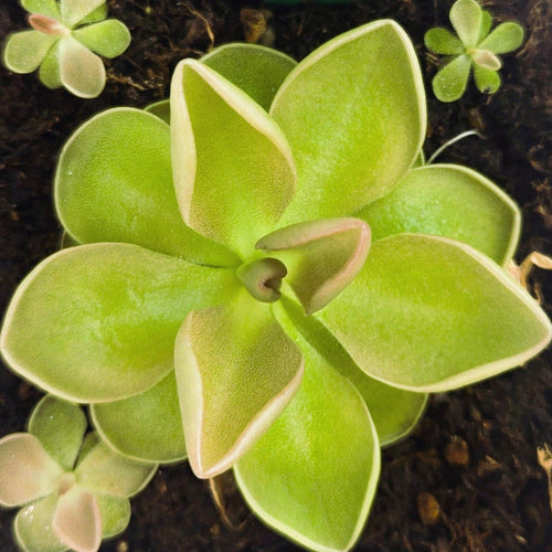 Pinguicula moranensis butterwort, a yellow-green rosette of smooth leaves with pale edges