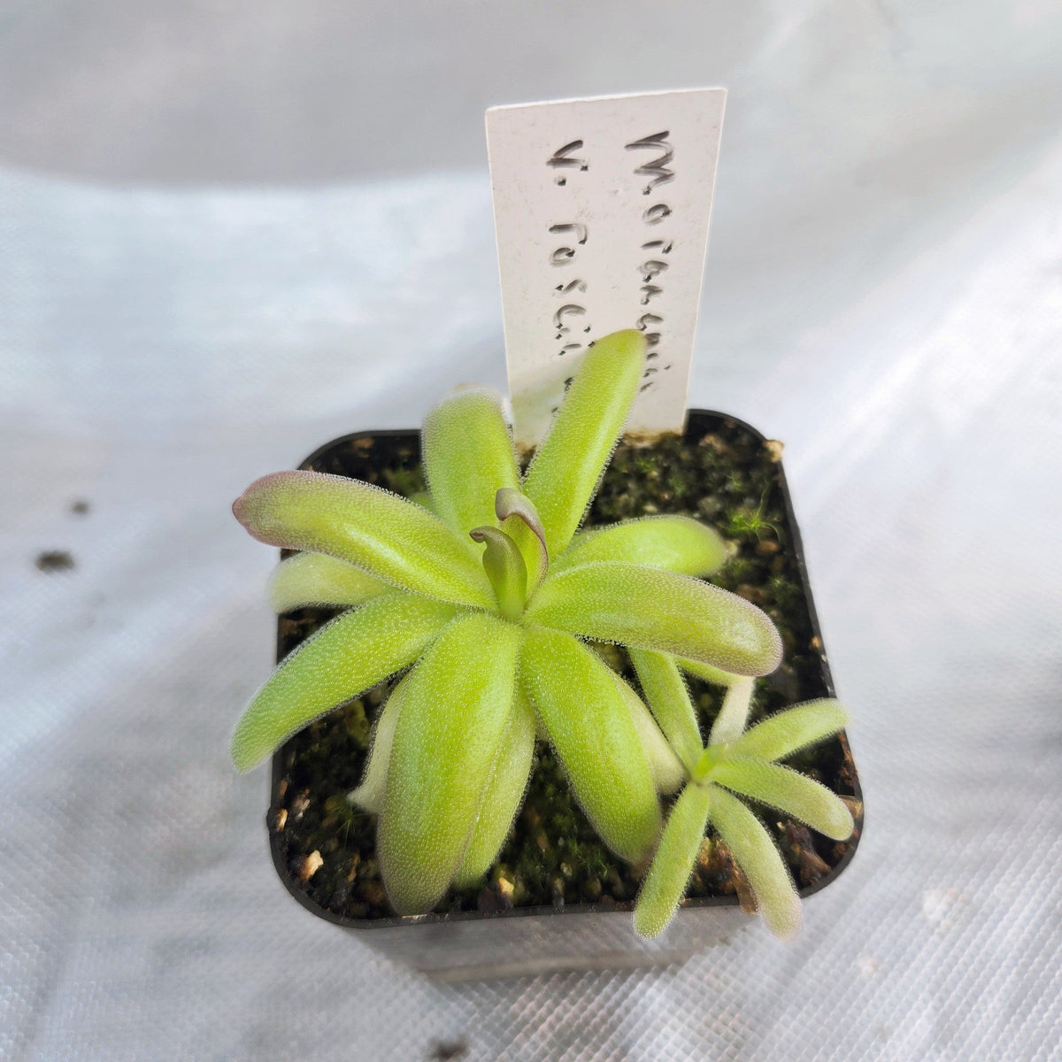 Pinguicula moranensis var. roseii butterwort in a labelled nursery pot