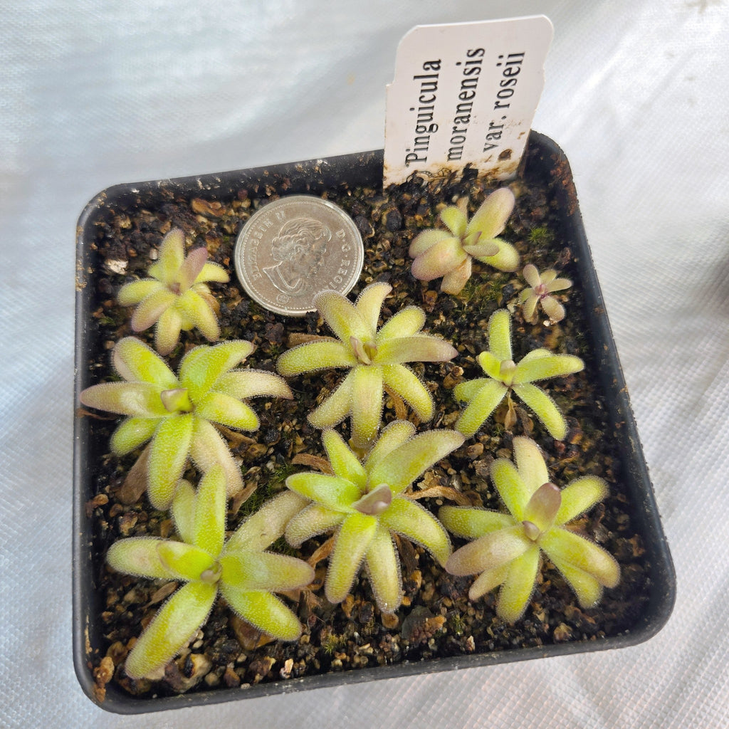 Pot of young Pinguicula moranensis var. roseii butterworts beside a coin for scale