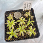 Pot of young Pinguicula moranensis var. roseii butterworts beside a coin for scale