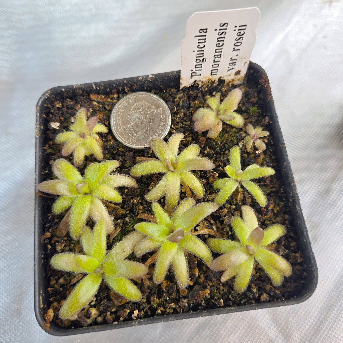 Pot of young Pinguicula moranensis var. roseii butterworts beside a coin for scale