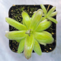 Pinguicula moranensis var. roseii butterwort in a pot, narrow green leaves seen from above