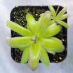 Pinguicula moranensis var. roseii butterwort in a pot, narrow green leaves seen from above