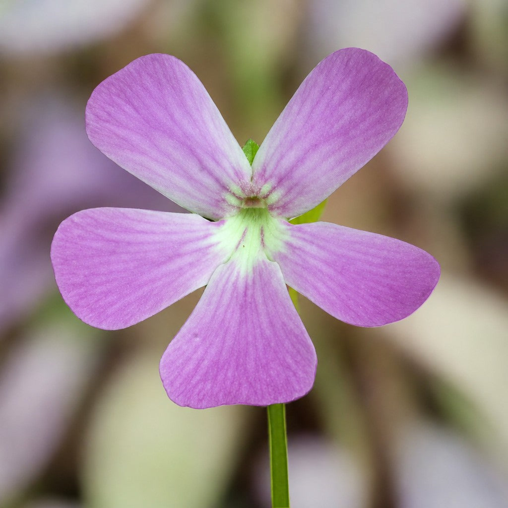 Rosy-pink flower of a Pinguicula moranensis var. roseii butterwort