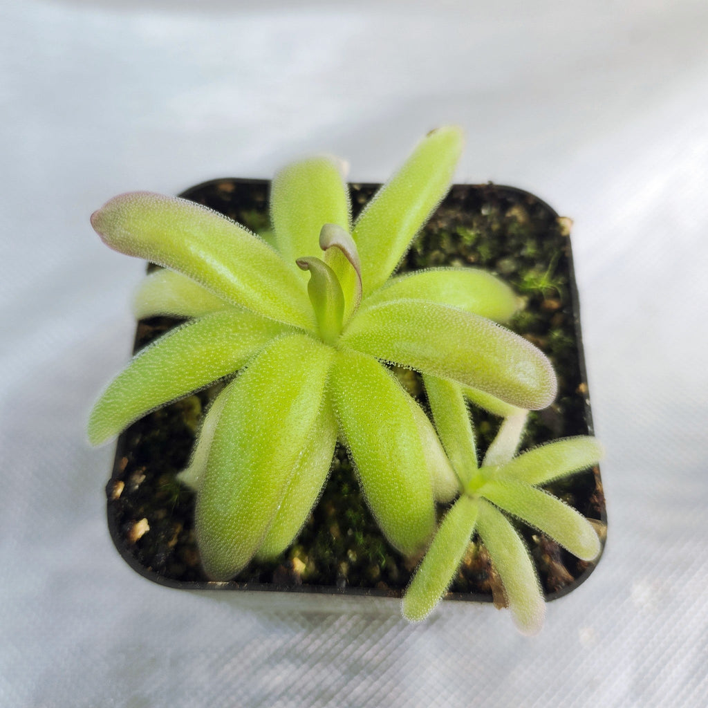 Pinguicula moranensis var. roseii butterwort with slender yellow-green leaves and a small offset