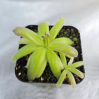 Pinguicula moranensis var. roseii butterwort with slender yellow-green leaves and a small offset