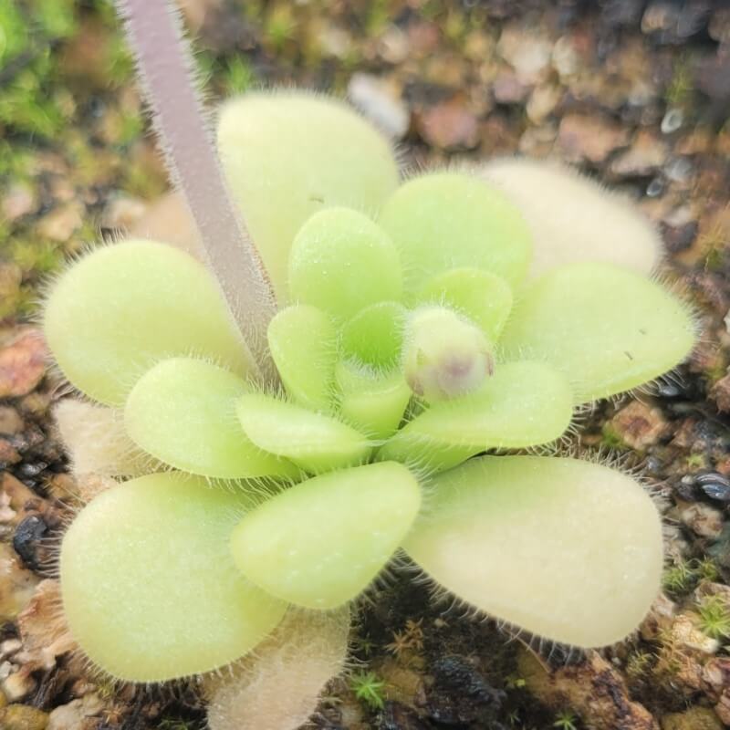 Pinguicula  pilosa