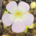 Pale violet and white flower of a Pinguicula pilosa butterwort with a yellow centre