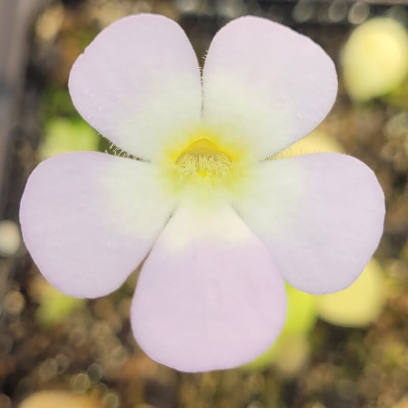 Pinguicula  pilosa