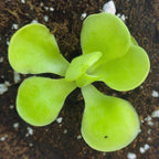 Pinguicula pilosa butterwort seen from above, bright green spoon-shaped leaves on dark soil