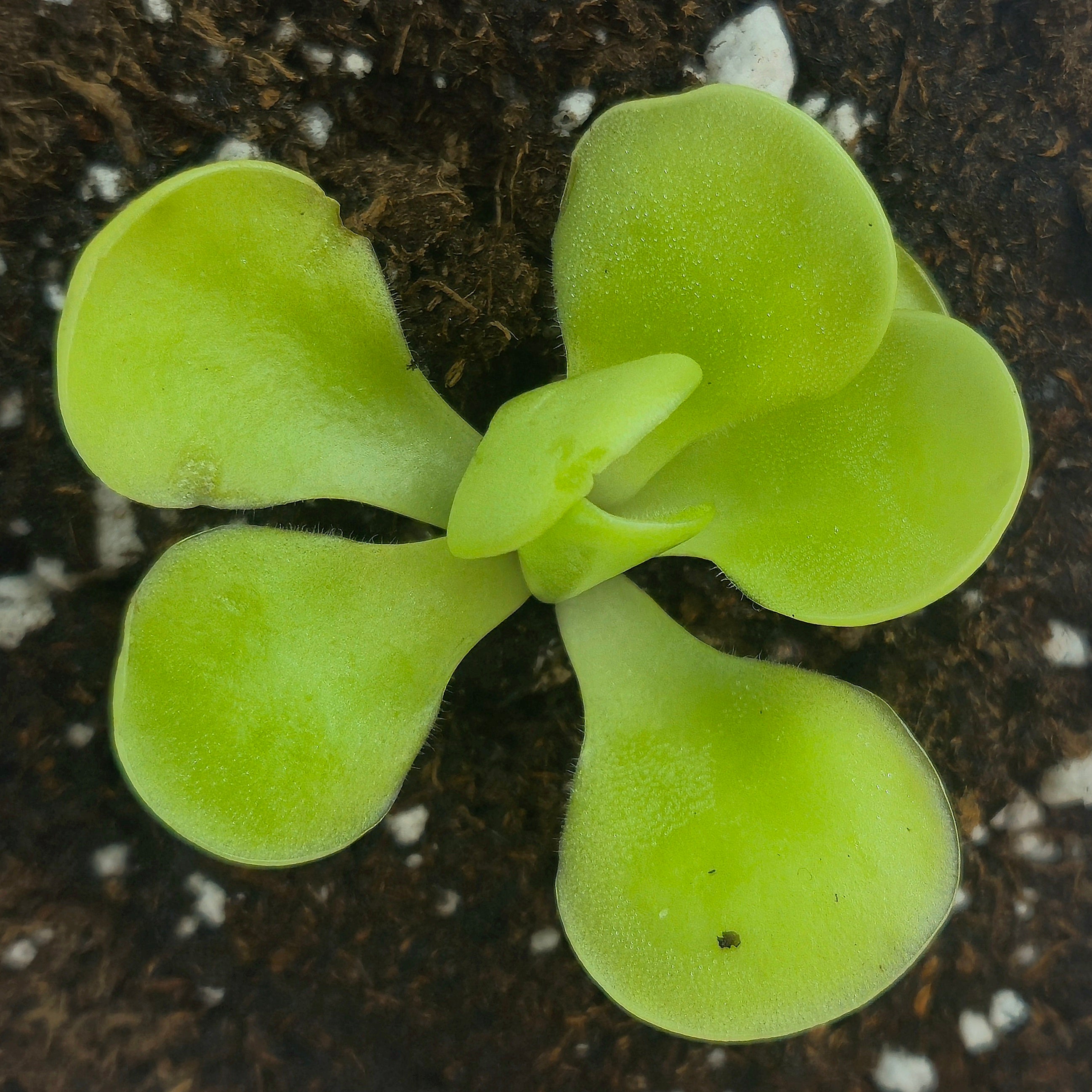 Pinguicula  pilosa