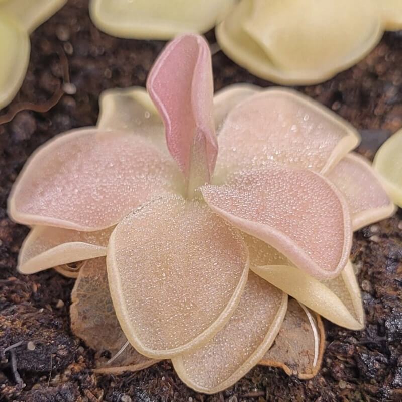 Pinguicula 'Pirouette' butterwort with opalescent pink leaves and upturned edges