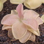 Pinguicula 'Pirouette' butterwort with opalescent pink leaves and upturned edges