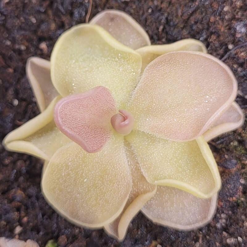 Pinguicula 'Pirouette' butterwort seen from above, pale cream leaves with a pink centre