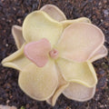 Pinguicula 'Pirouette' butterwort seen from above, pale cream leaves with a pink centre