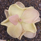 Pinguicula 'Pirouette' butterwort seen from above, pale cream leaves with a pink centre