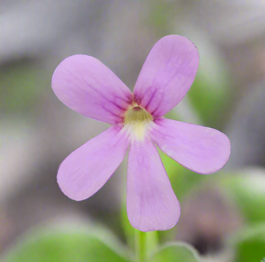 Clear pink flower of a Pinguicula 'Pirouette' butterwort