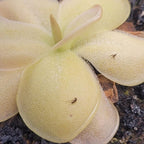 Gnat caught on the pale, sticky leaf of a Pinguicula 'Pirouette' butterwort