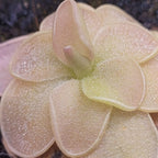 Close-up of a Pinguicula 'Pirouette' butterwort with pinky-white, dewy leaves