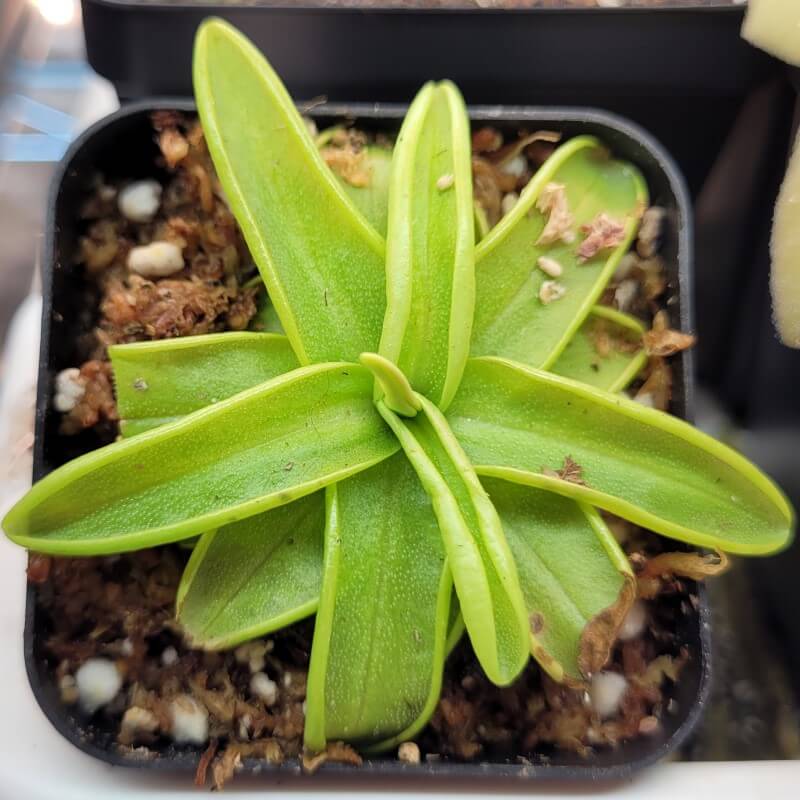 Pinguicula primuliflora