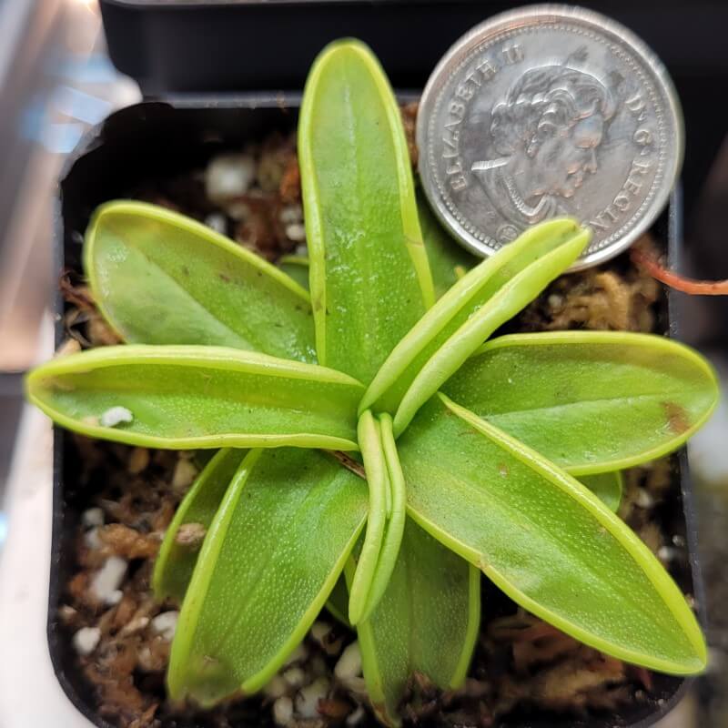 Pinguicula primuliflora butterwort in a pot with a coin for scale
