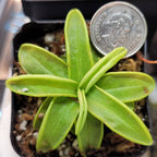 Pinguicula primuliflora butterwort in a pot with a coin for scale