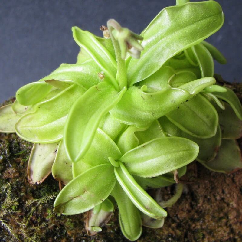Clump of Pinguicula primuliflora butterworts with new plantlets forming at the leaf tips
