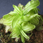 Clump of Pinguicula primuliflora butterworts with new plantlets forming at the leaf tips