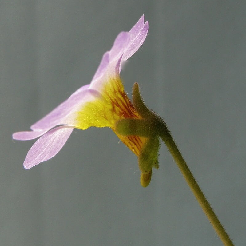 Side view of a Pinguicula primuliflora butterwort flower showing its yellow spur