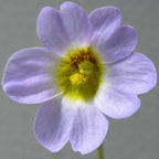Lilac flower with a white and yellow centre on a Pinguicula primuliflora butterwort
