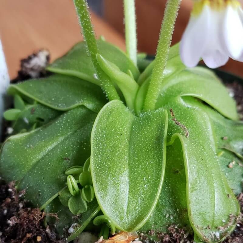Pinguicula primuliflora butterwort with green leaves and flower stalks rising from the centre