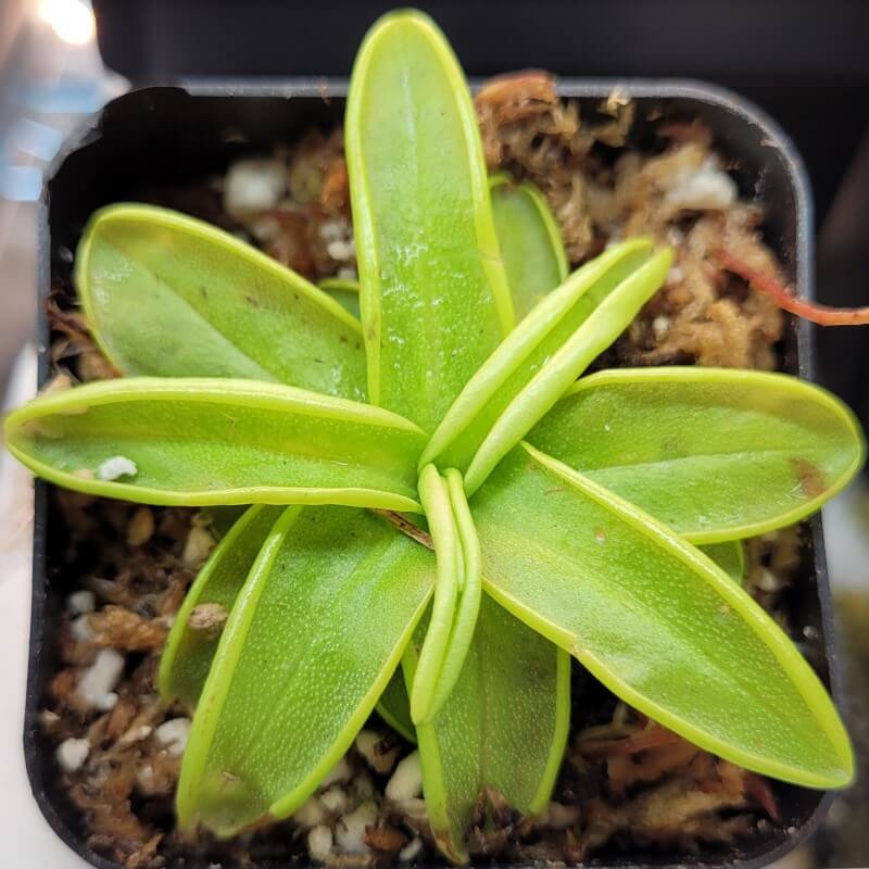 Pinguicula primuliflora butterwort in a pot, a bright green rosette of long rolled-edge leaves