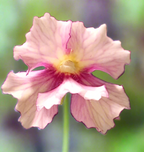 Creamy flower with a raspberry-red centre on a Pinguicula 'Razzberry Blonde' butterwort
