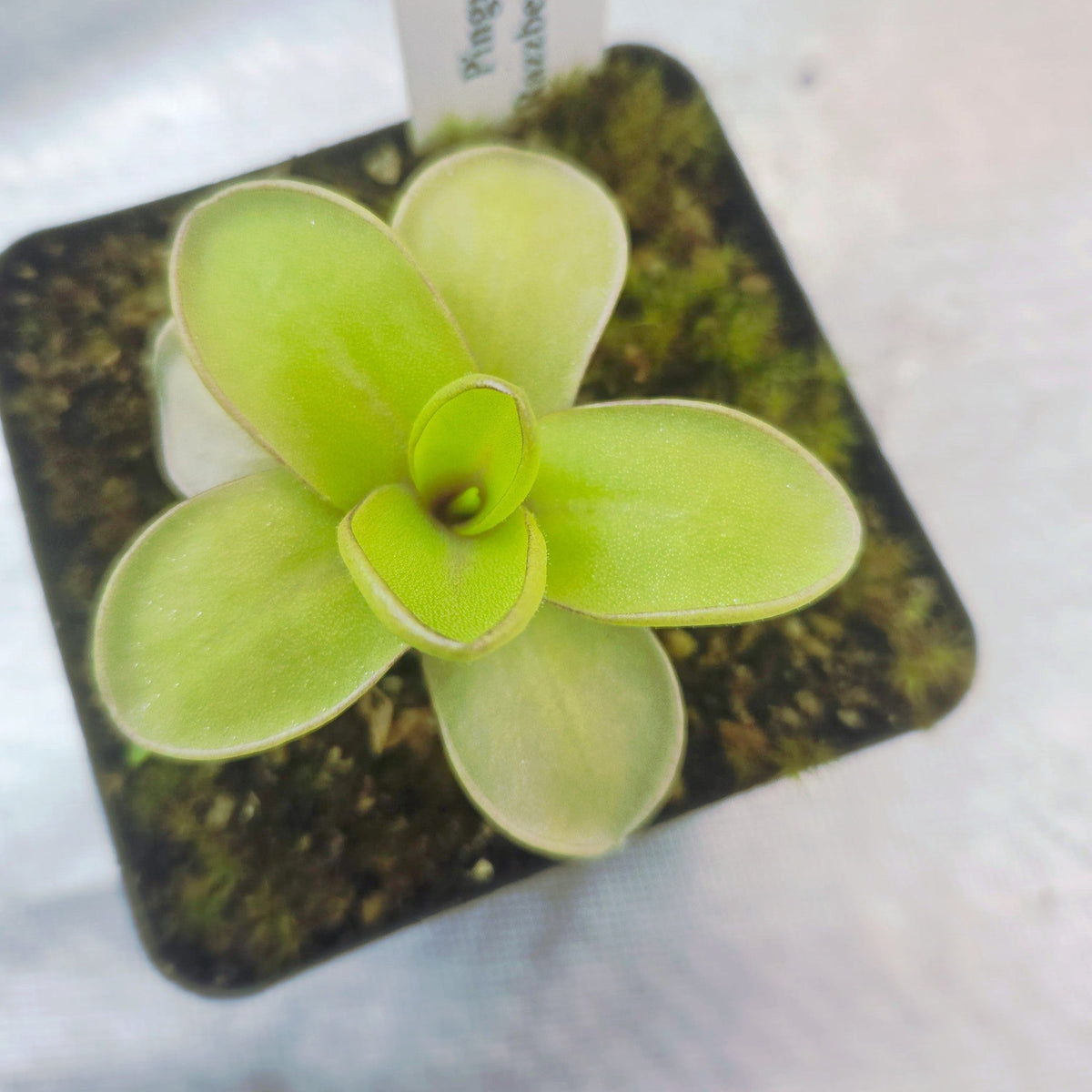 Pinguicula 'Razzberry Blonde' butterwort seen from above in its nursery pot