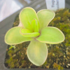 Pinguicula 'Razzberry Blonde' butterwort in a pot with yellow-green leaves and a plant label
