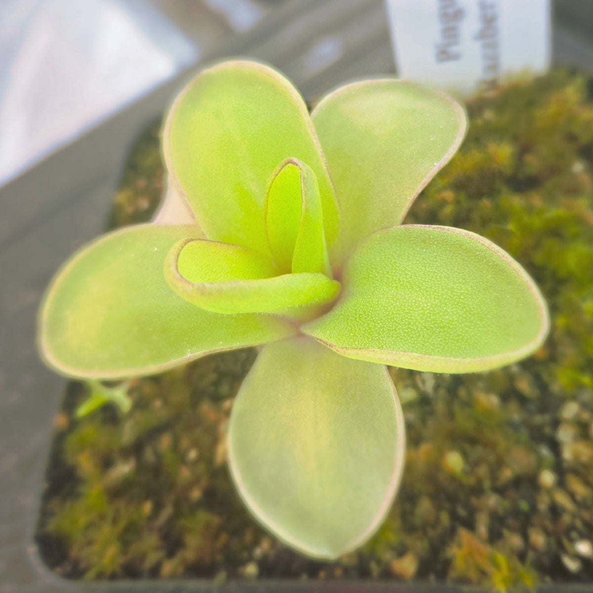 Pinguicula 'Razzberry Blonde' butterwort in a pot with yellow-green leaves and a plant label