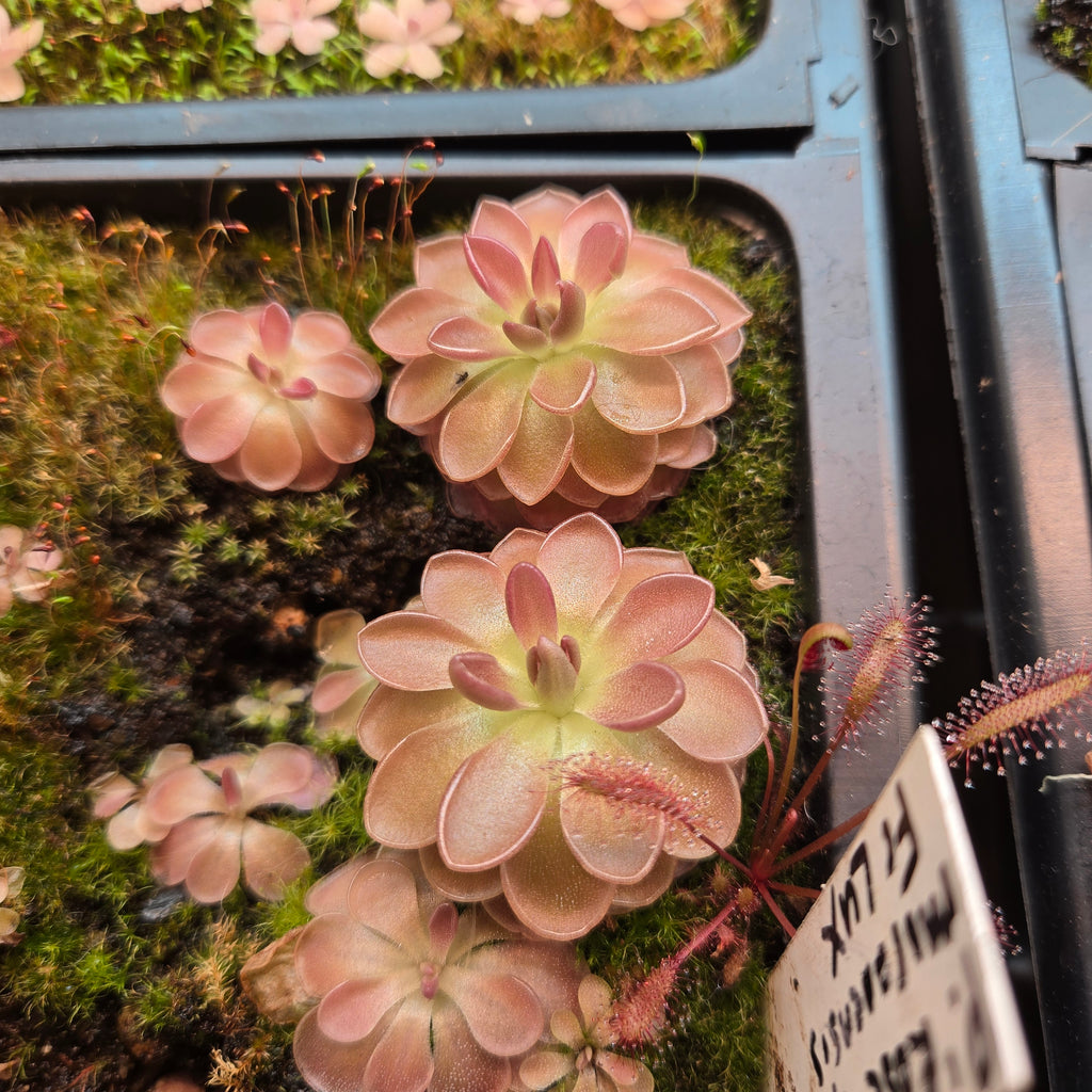 Pinguicula 'Rose' x moranensis butterworts in a nursery pot with pink rosettes of different sizes