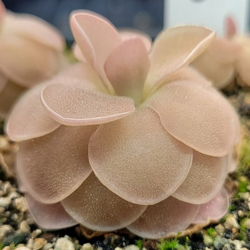 Side view of a Pinguicula 'Sethos' butterwort with layered, dusky pink leaves
