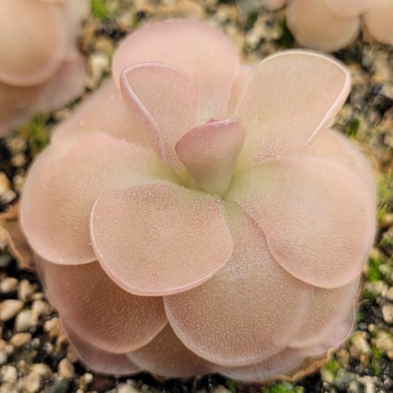 Pinguicula 'Sethos' butterwort seen at an angle, a dome of soft pink leaves