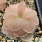 Pinguicula 'Sethos' butterwort with peach-pink leaves growing in gritty mix
