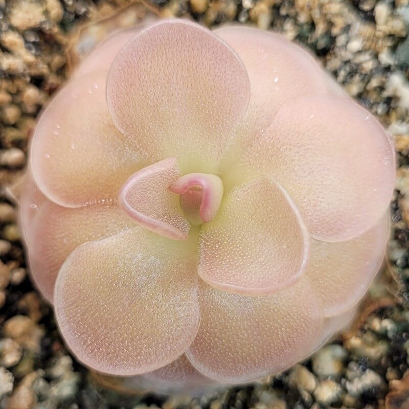 Pinguicula 'Sethos' butterwort seen from above, soft pink leaves in a tight rosette