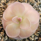 Pinguicula 'Sethos' butterwort seen from above, soft pink leaves in a tight rosette