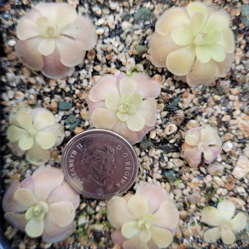 Small Pinguicula 'Sethos' butterworts around a coin for scale