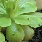 Gnats caught on the green leaves of a Pinguicula 'Sethos' butterwort