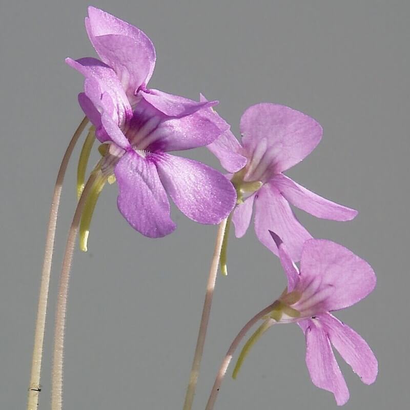 Orchid-purple flowers of a Pinguicula 'Sethos' butterwort on tall stalks