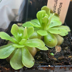 Green Pinguicula 'Sethos' butterwort in a labelled pot, grown in lower light