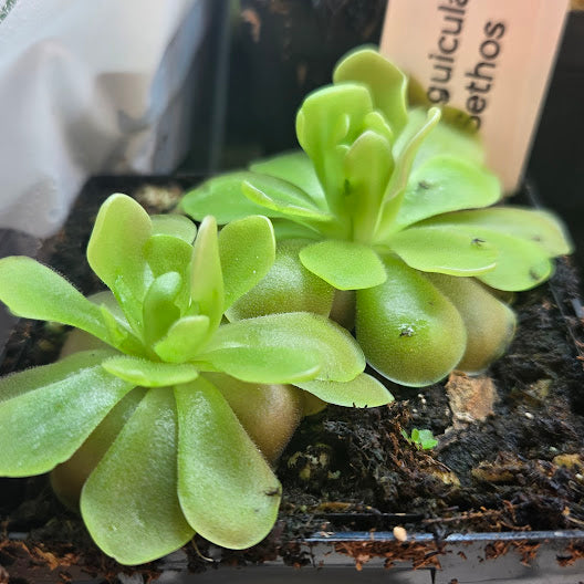 Green Pinguicula 'Sethos' butterwort in a labelled pot, grown in lower light