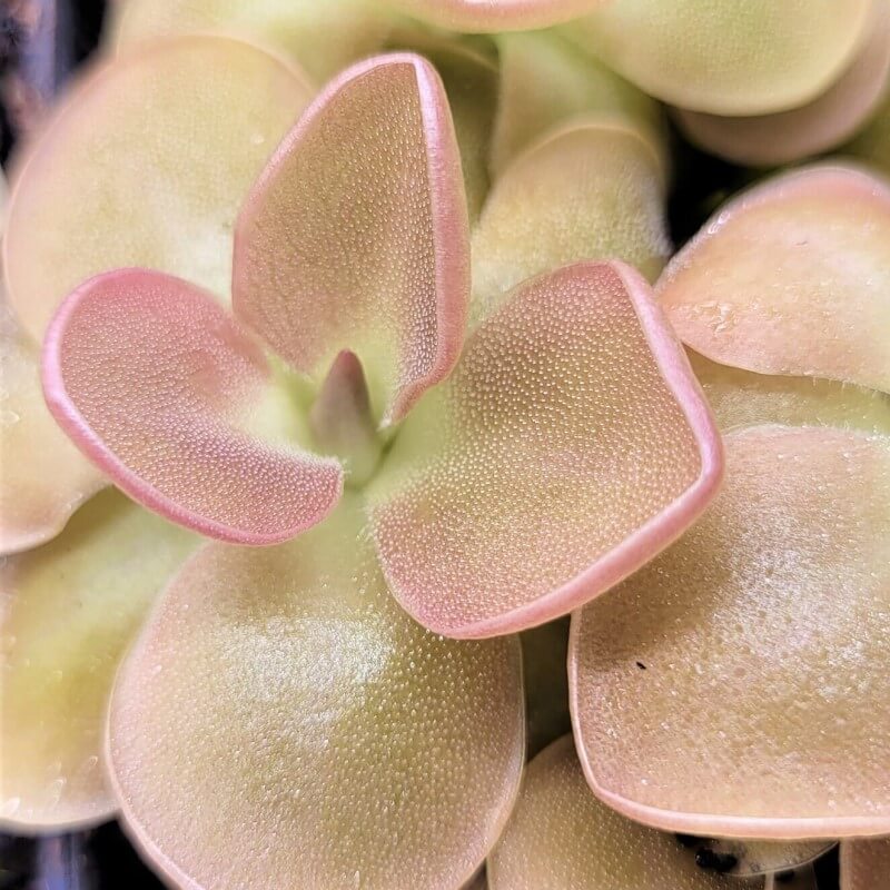 Close-up of the pink-edged centre leaves of a Pinguicula 'Sethos' butterwort