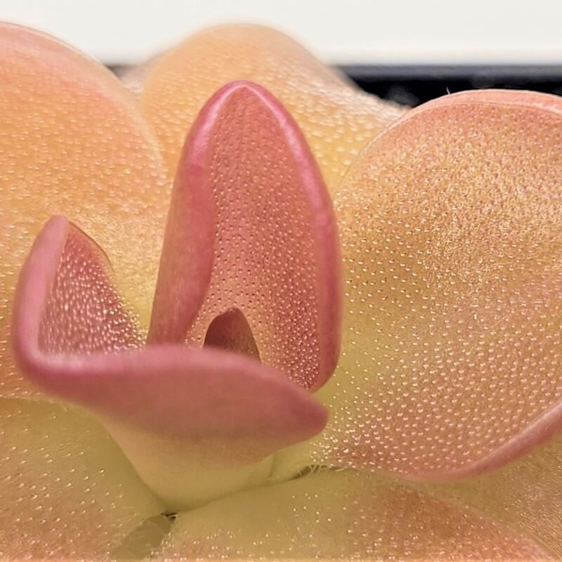 Macro view of a curled pink new leaf on a Pinguicula 'Sethos' butterwort