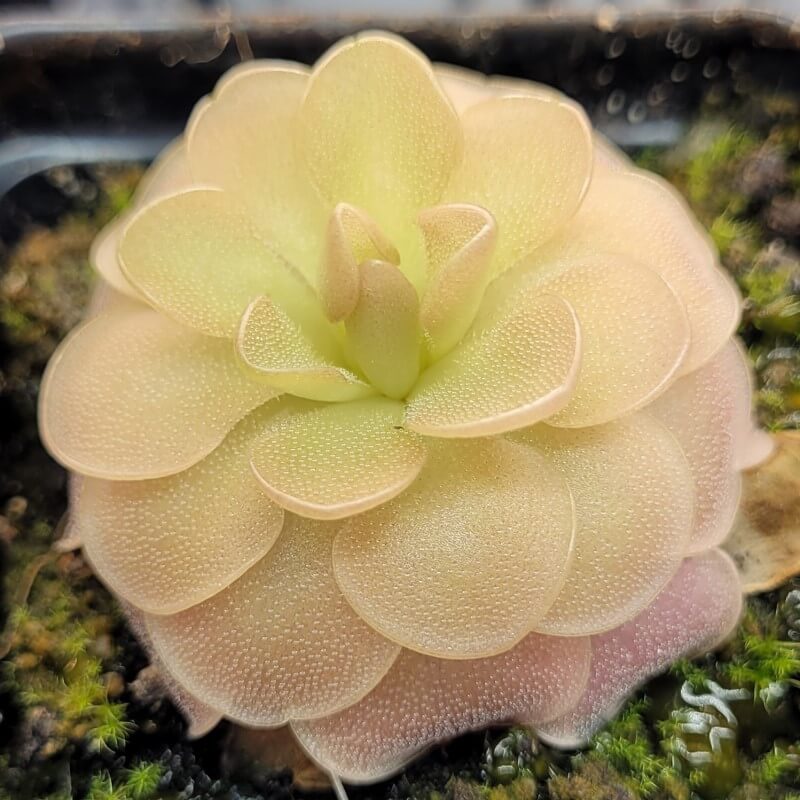 Pinguicula 'Sethos' butterwort, a rounded rosette of pale yellow and pink leaves